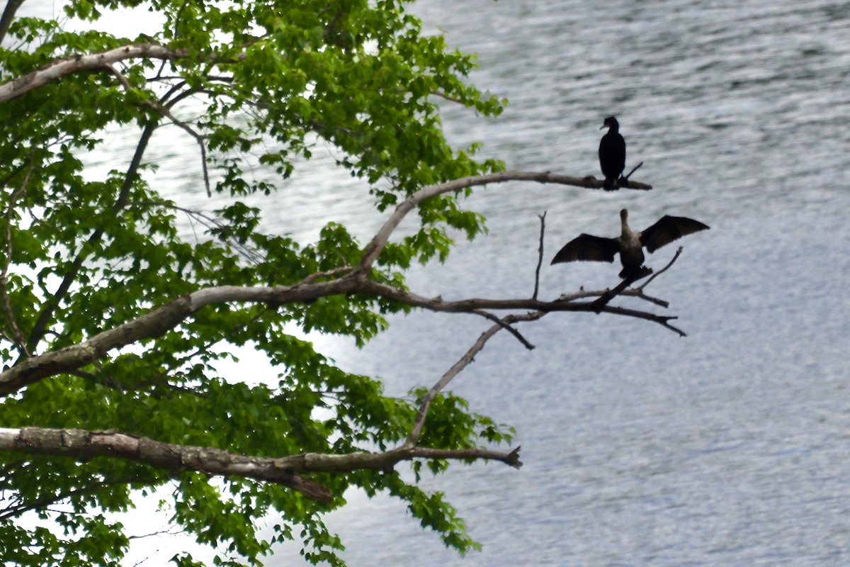 Double-crested Cormorant - Vickie Baily