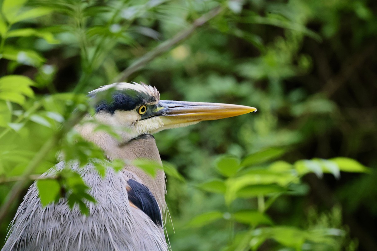 Great Blue Heron - Vickie Baily