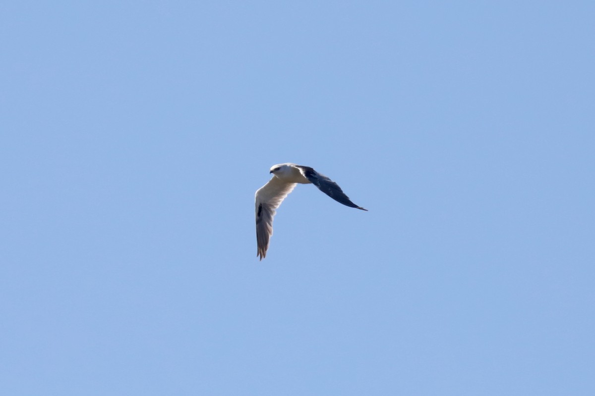 Black-shouldered Kite - Henry Burton