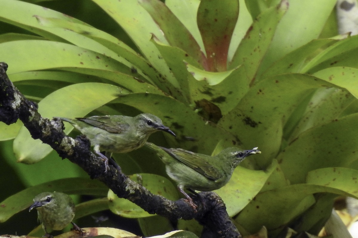 Red-legged Honeycreeper - ML618901306