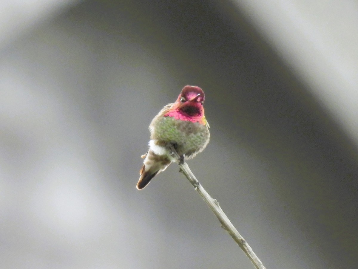 Anna's Hummingbird - Tina Toth