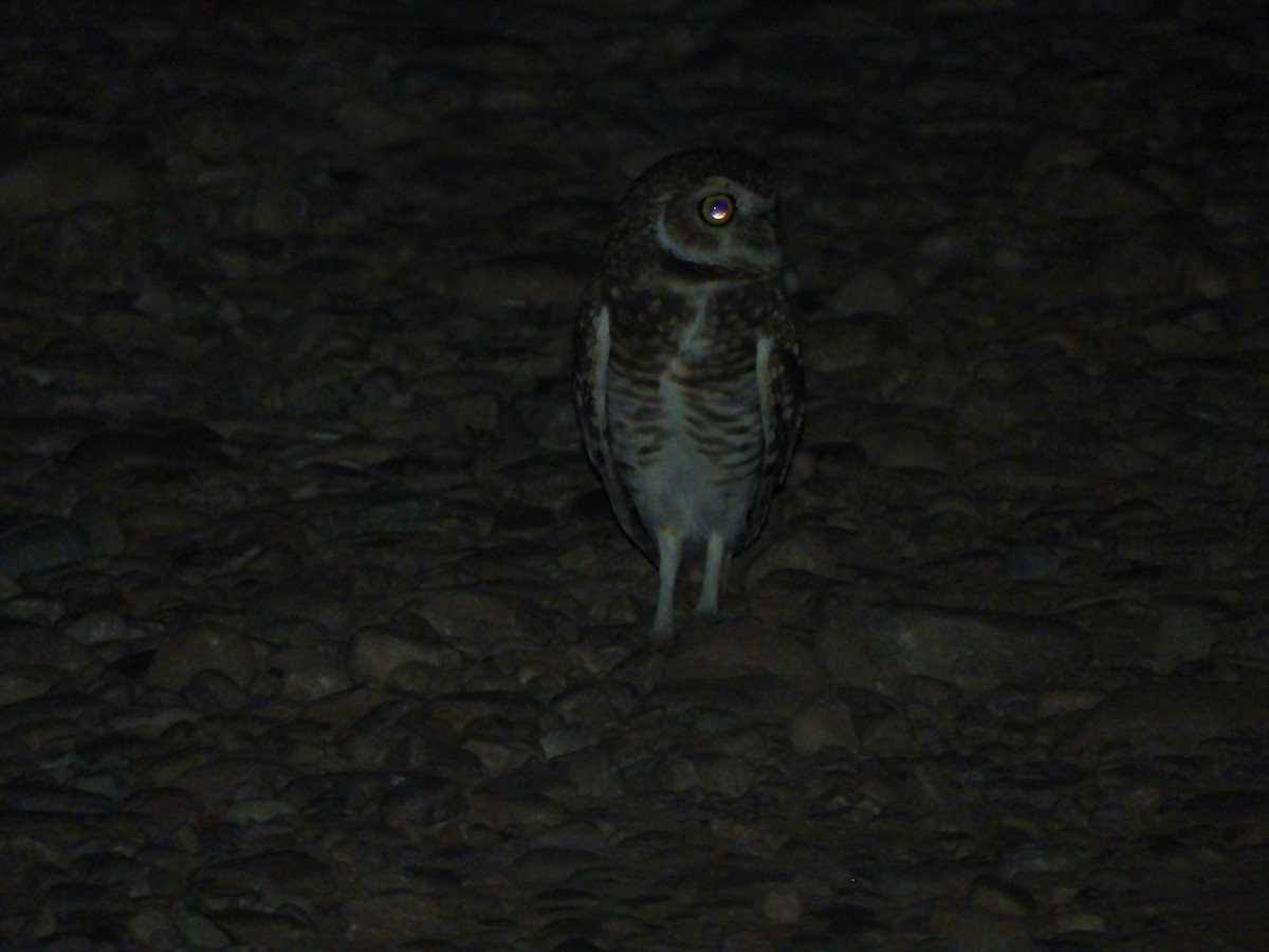 Burrowing Owl - Pablo Mealla