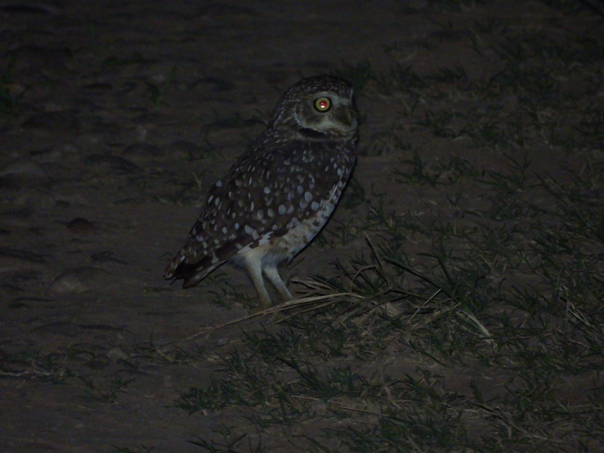 Burrowing Owl - Pablo Mealla