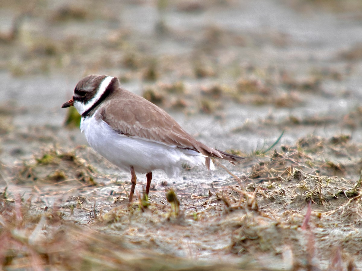 Semipalmated Plover - Detlef Buettner