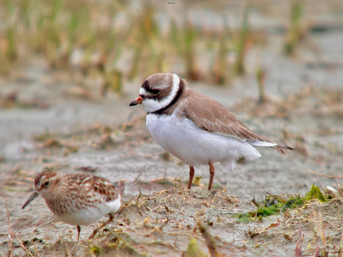 Semipalmated Plover - Detlef Buettner