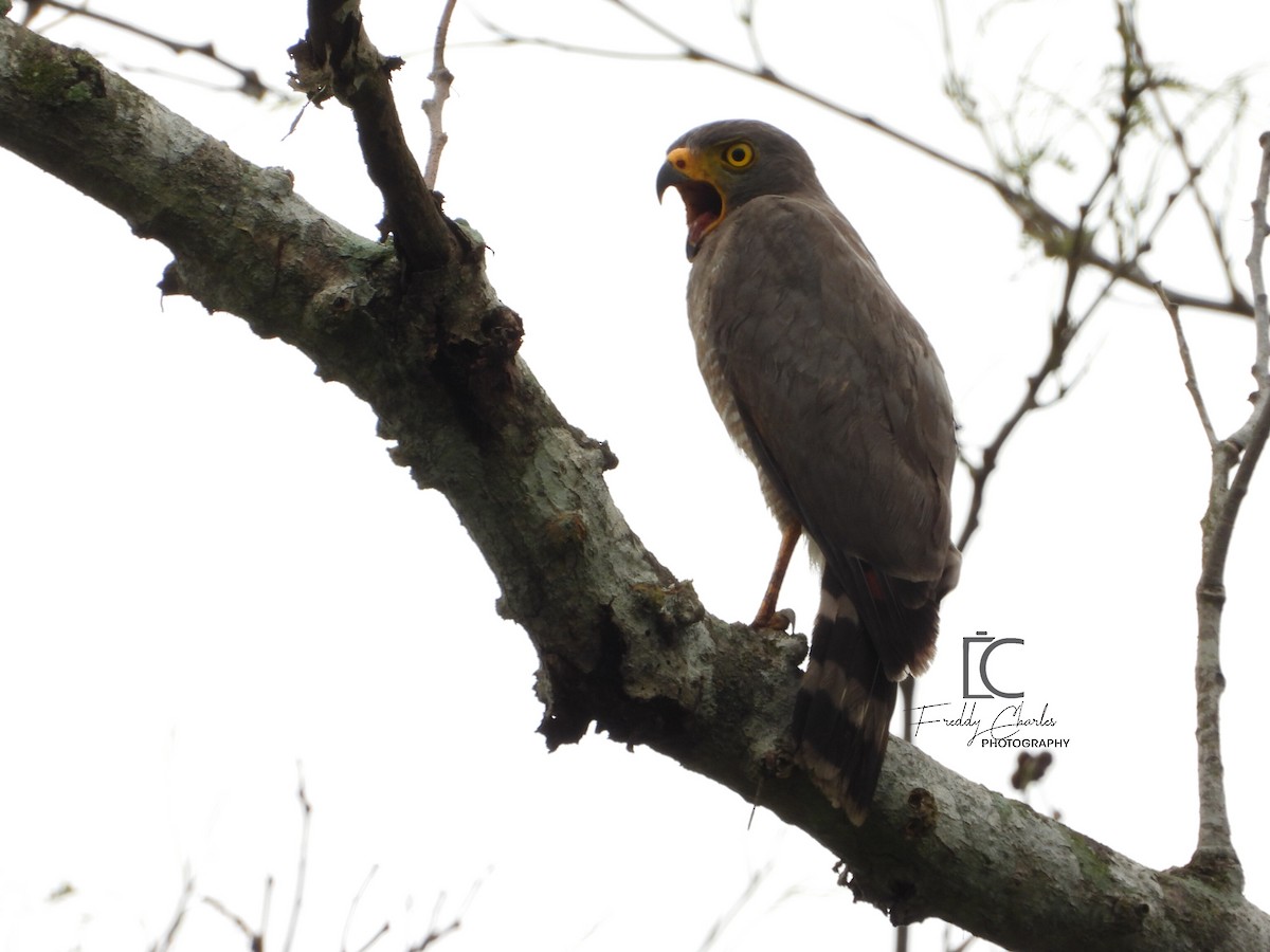 Roadside Hawk - Freddy Jaraba Aldana