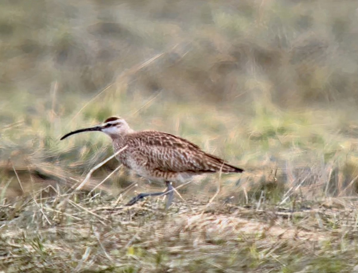 Whimbrel - Detlef Buettner