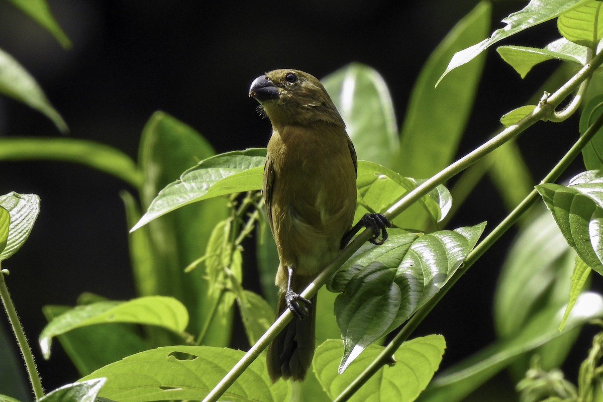 White-bellied Seedeater - Antonio Lemos Maia Neto