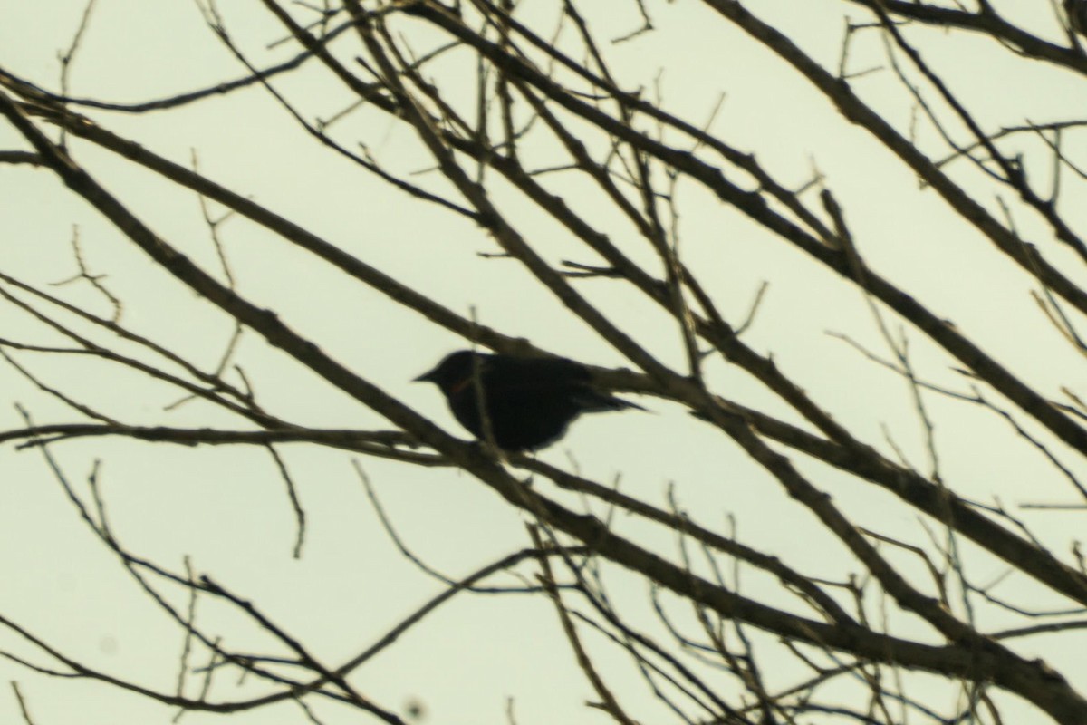 Red-winged Blackbird - Calvin Rees