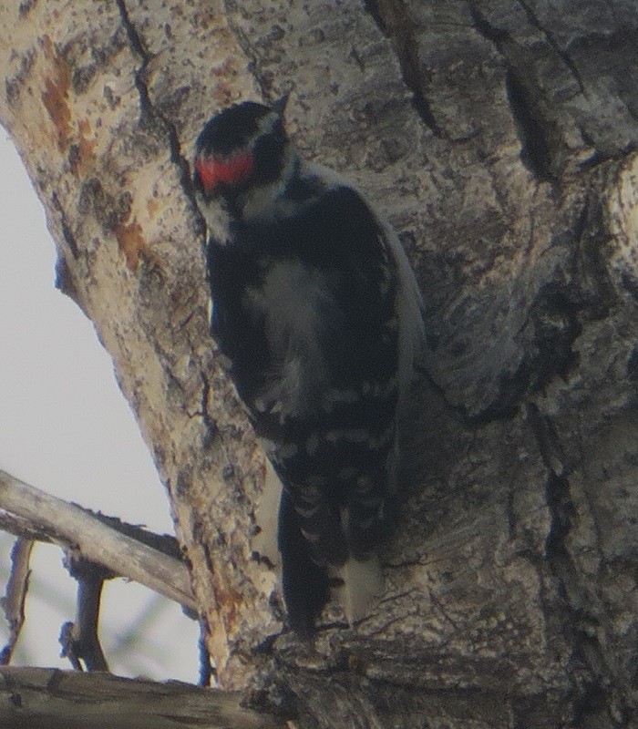 Downy Woodpecker - Ian Fallas