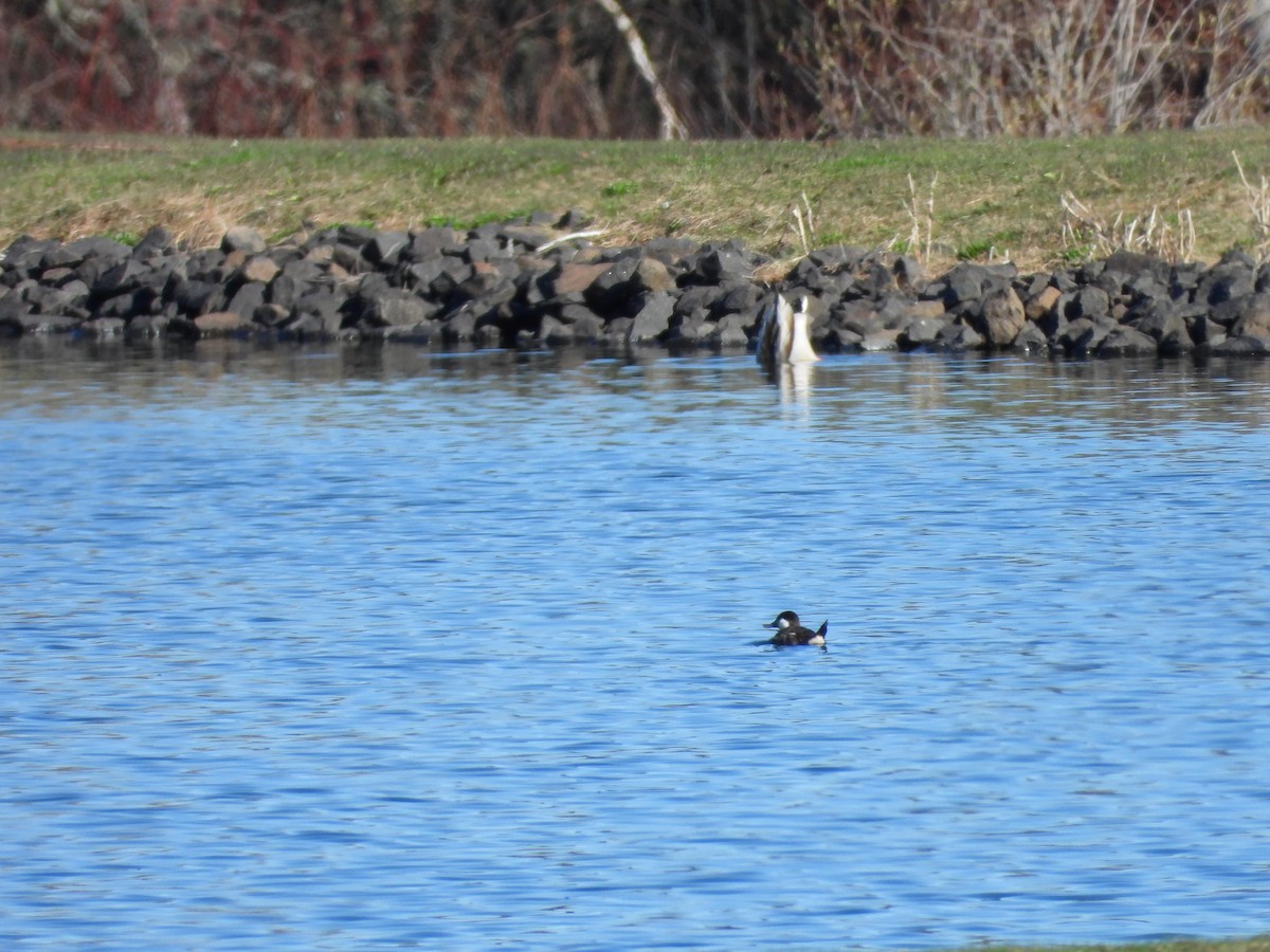 Broad-winged Hawk - Jim Lind