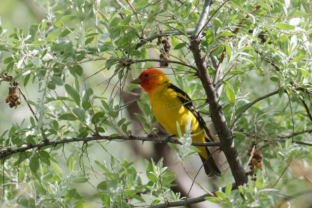 Western Tanager - ML618901365