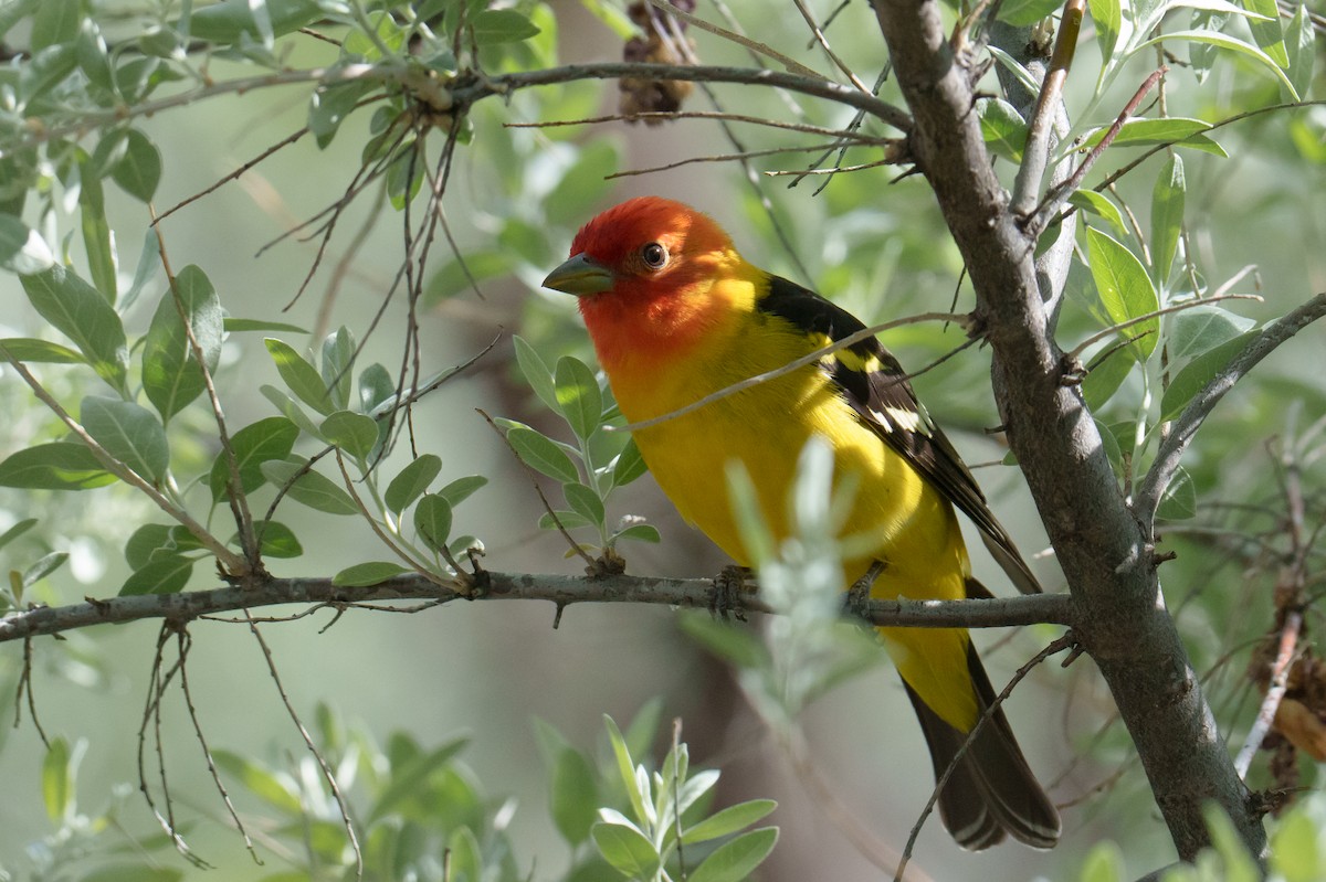 Western Tanager - ML618901368
