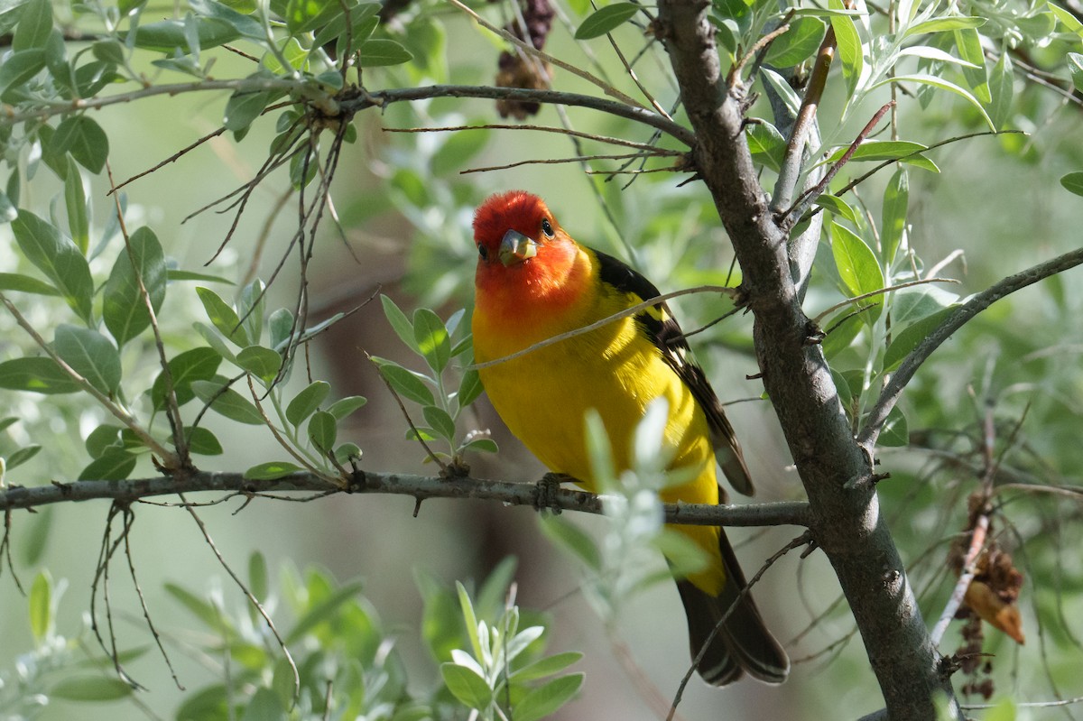 Western Tanager - Linda Chittum