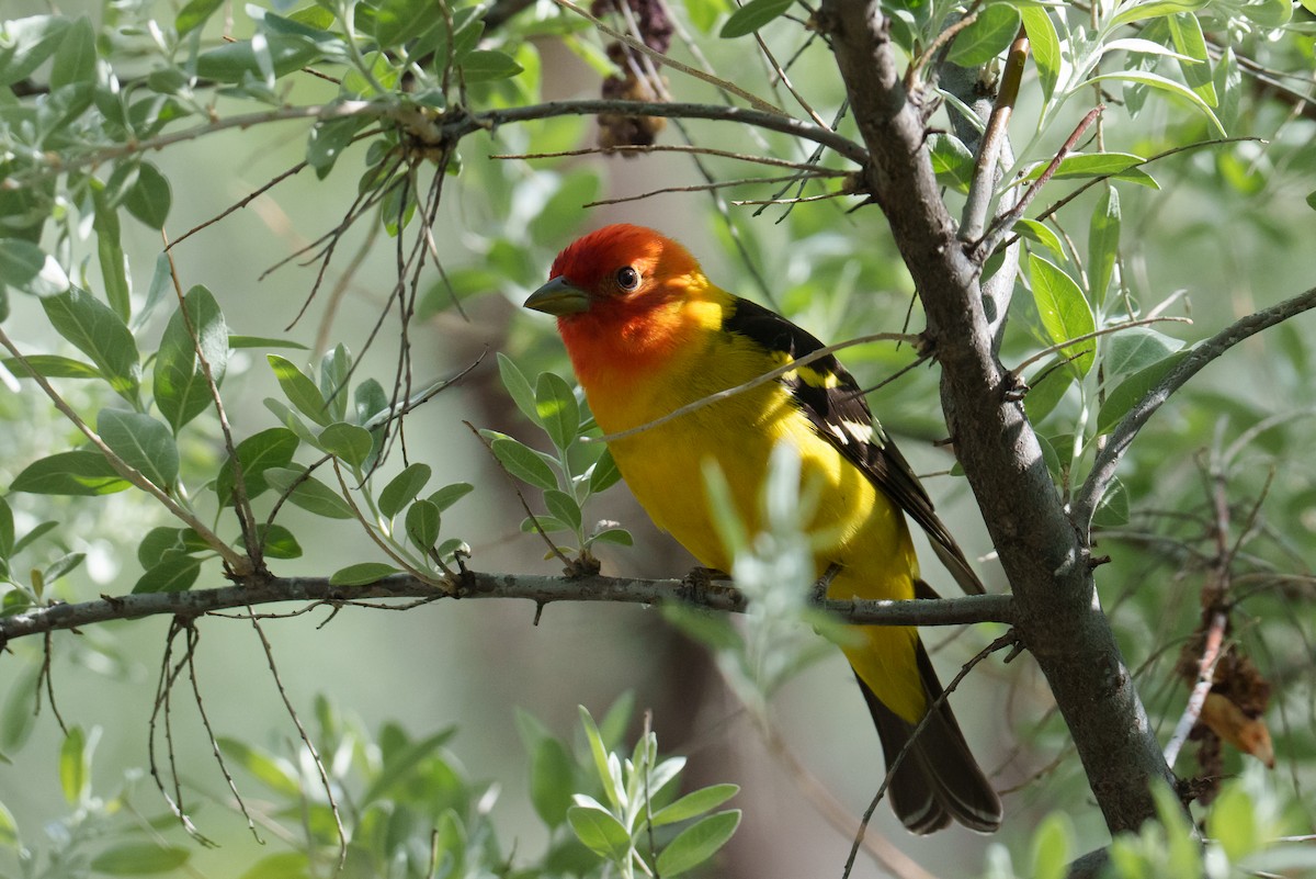 Western Tanager - Linda Chittum