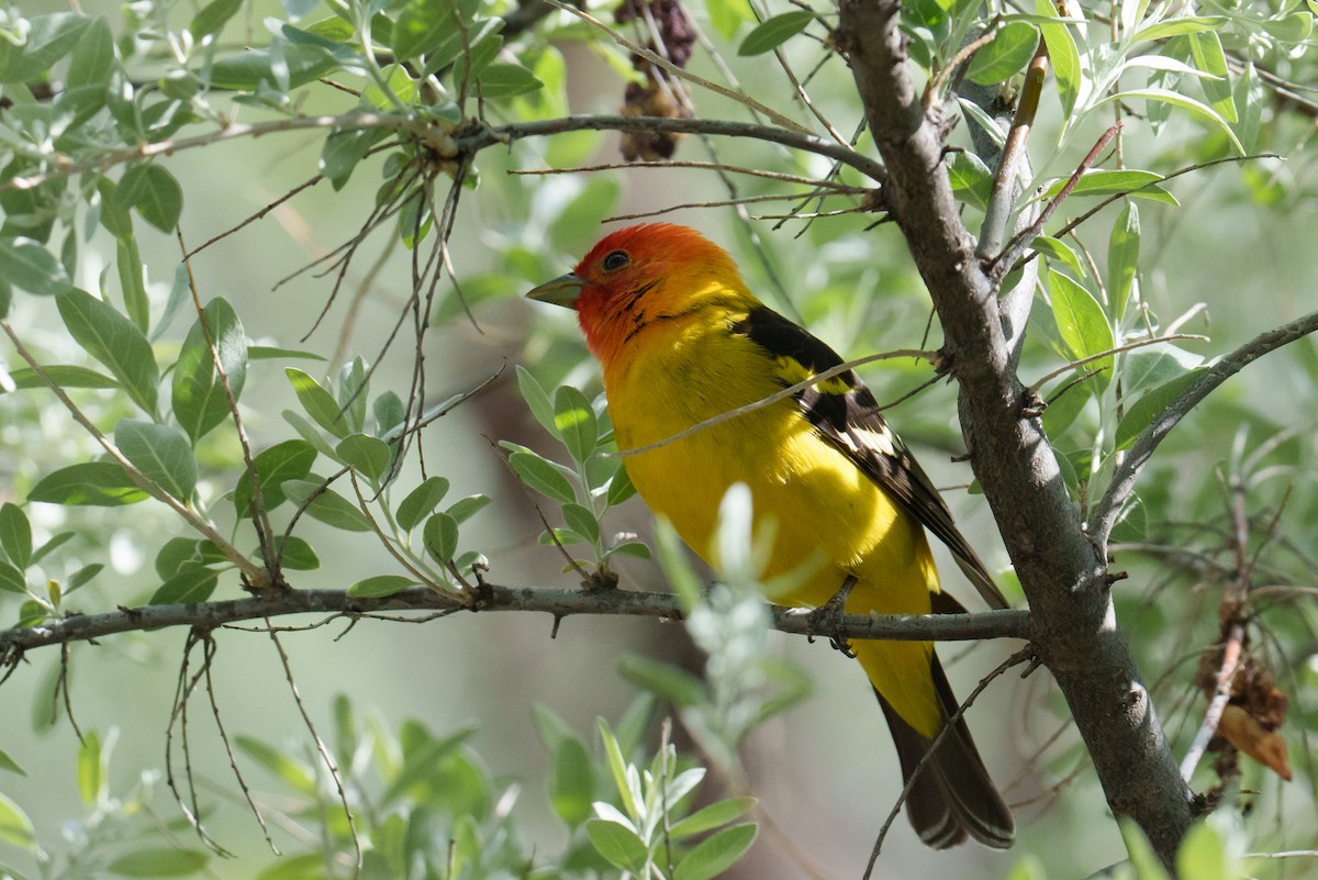 Western Tanager - ML618901372
