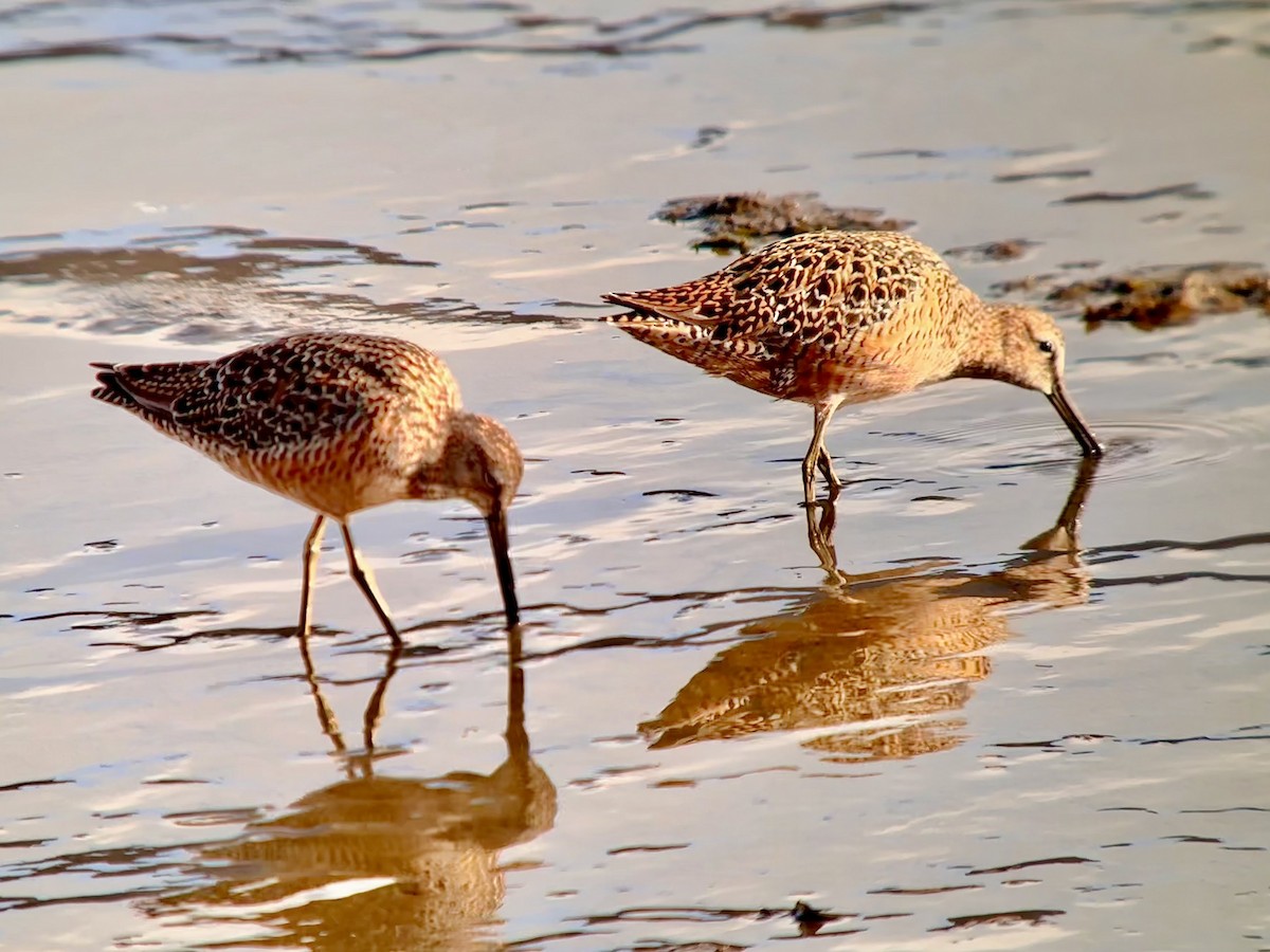 Long-billed Dowitcher - Detlef Buettner