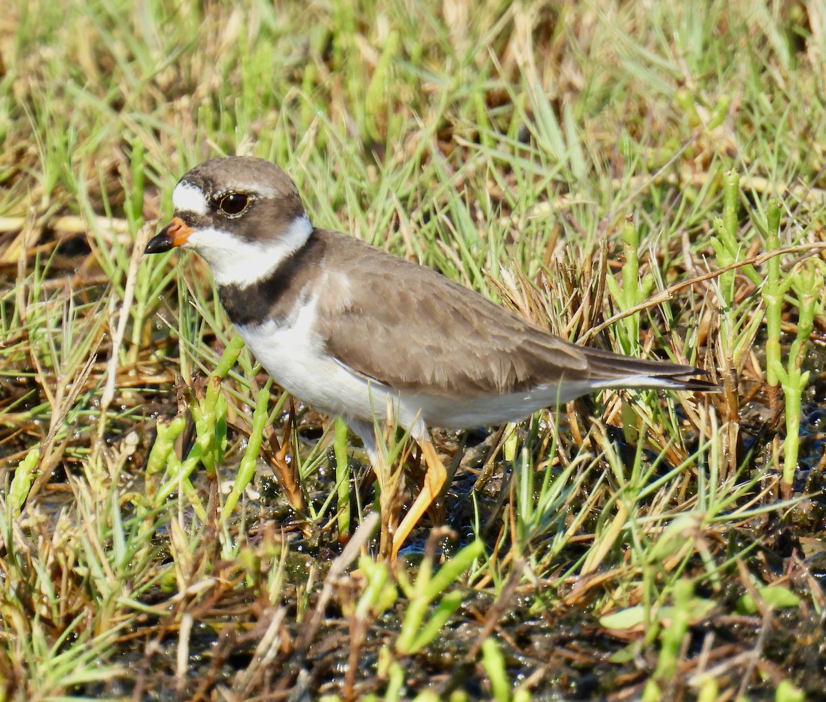 Semipalmated Plover - ML618901377