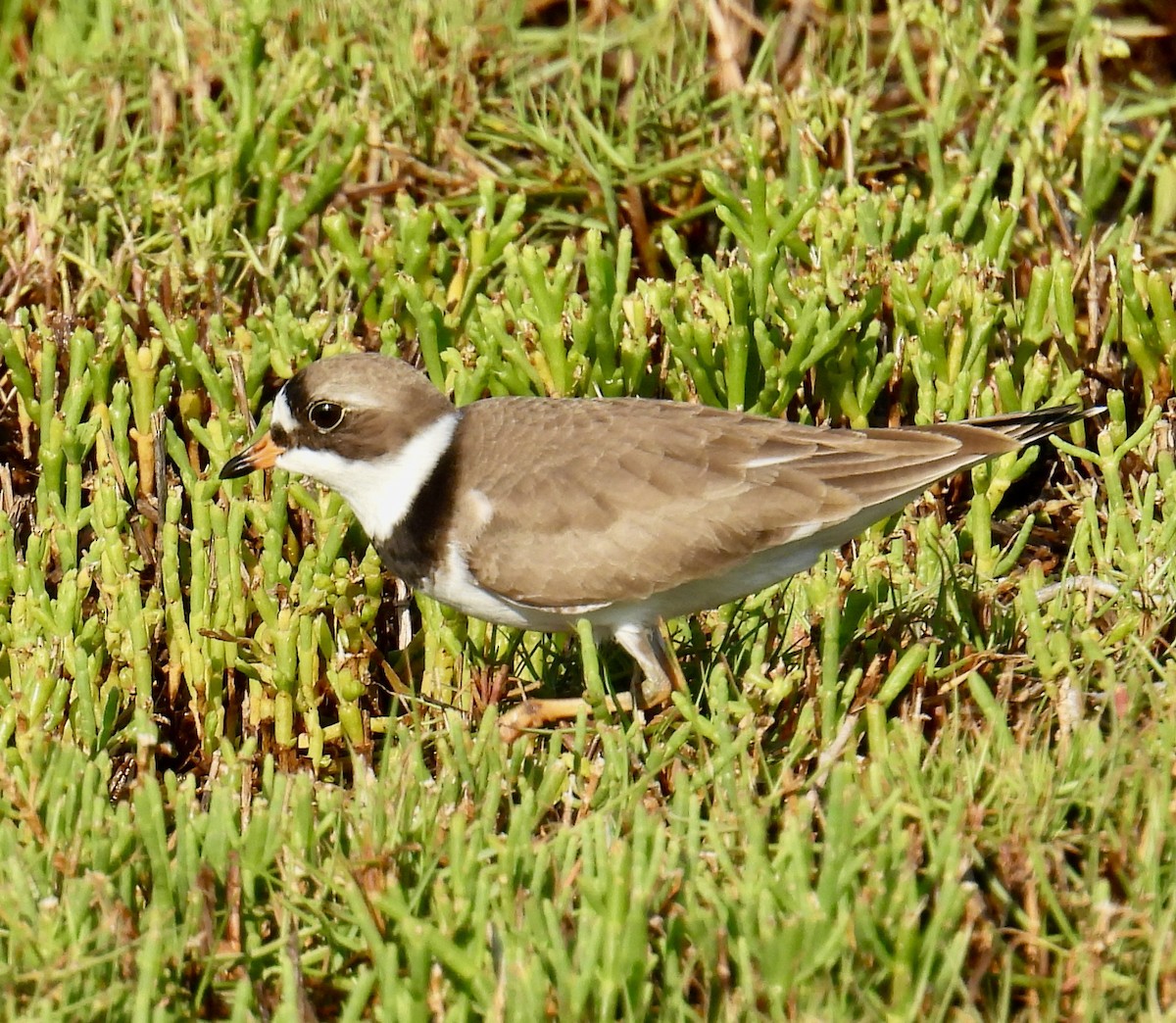 Semipalmated Plover - ML618901378