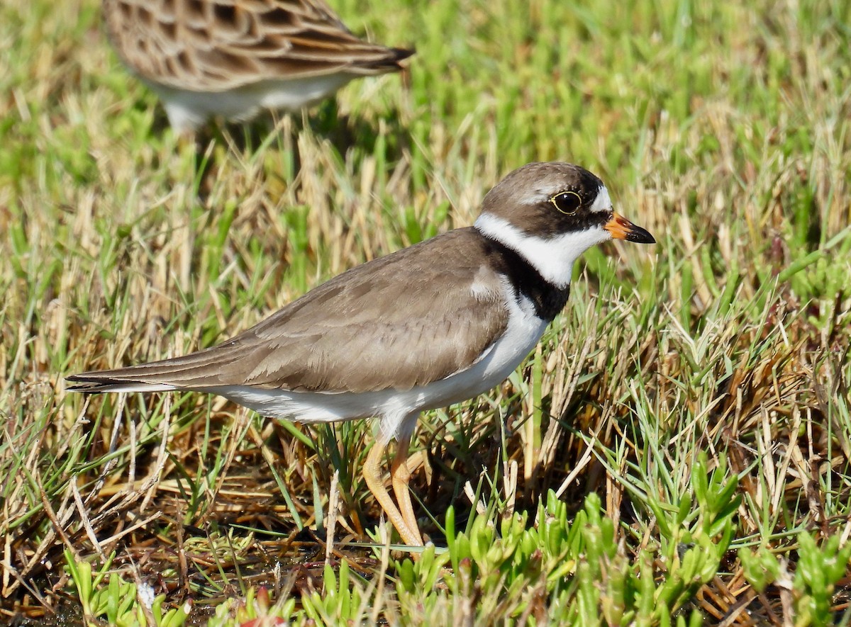 Semipalmated Plover - ML618901379