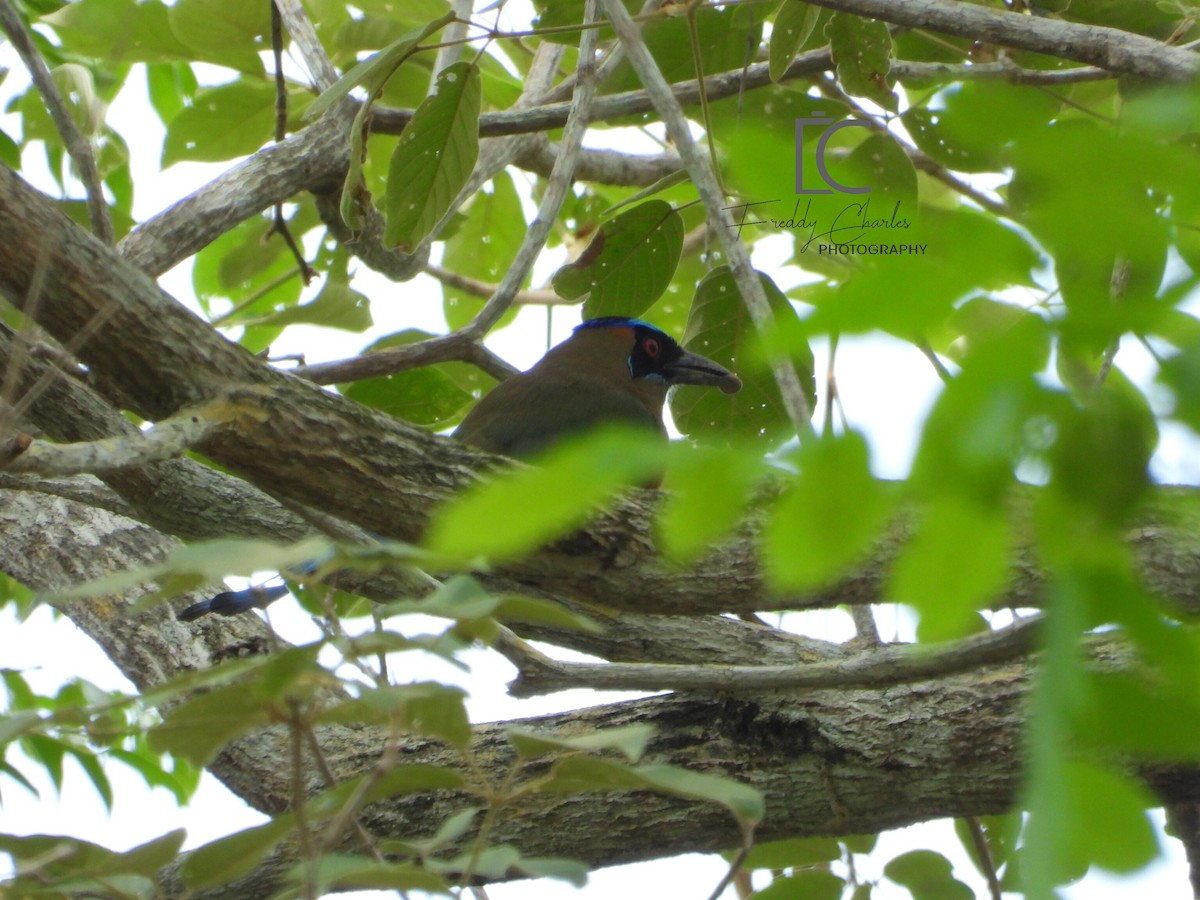 Motmot caraïbe - ML618901383