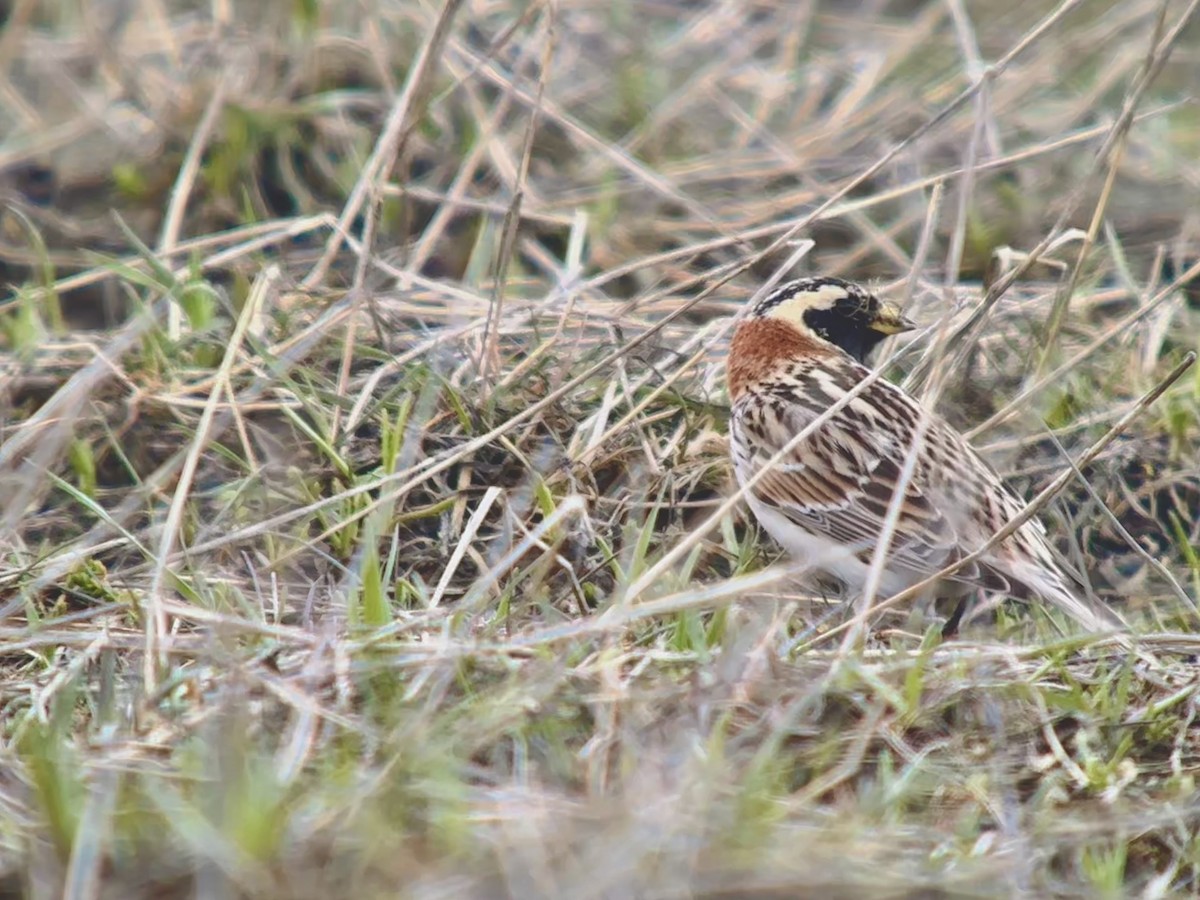 Lapland Longspur - Detlef Buettner