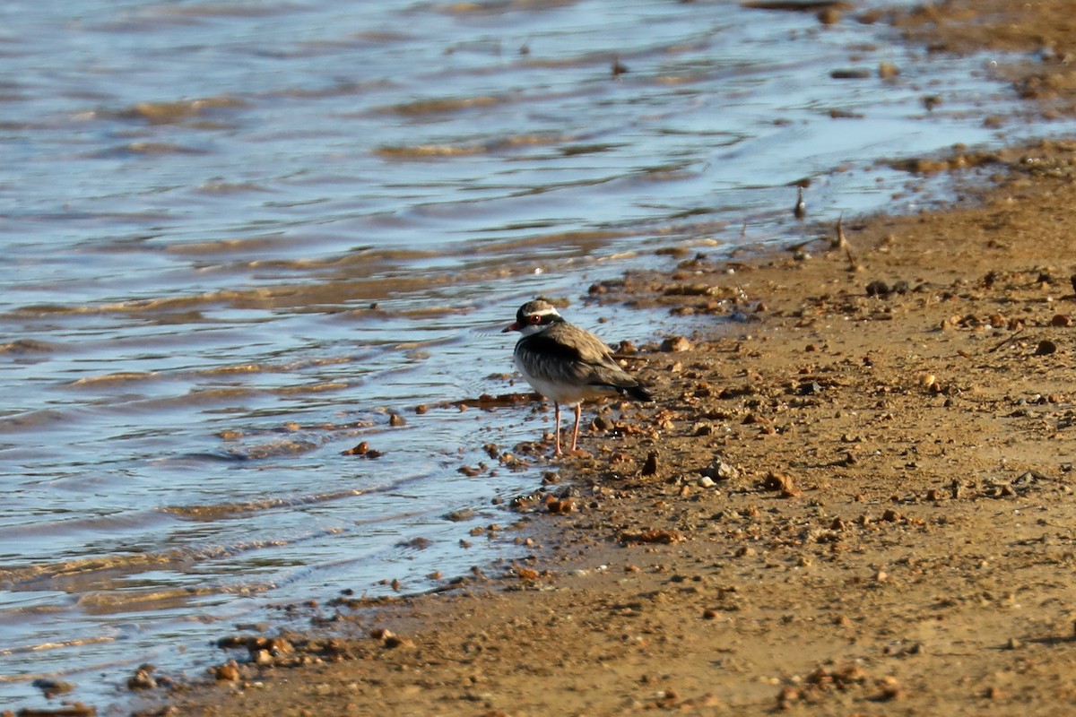 Black-fronted Dotterel - Henry Burton