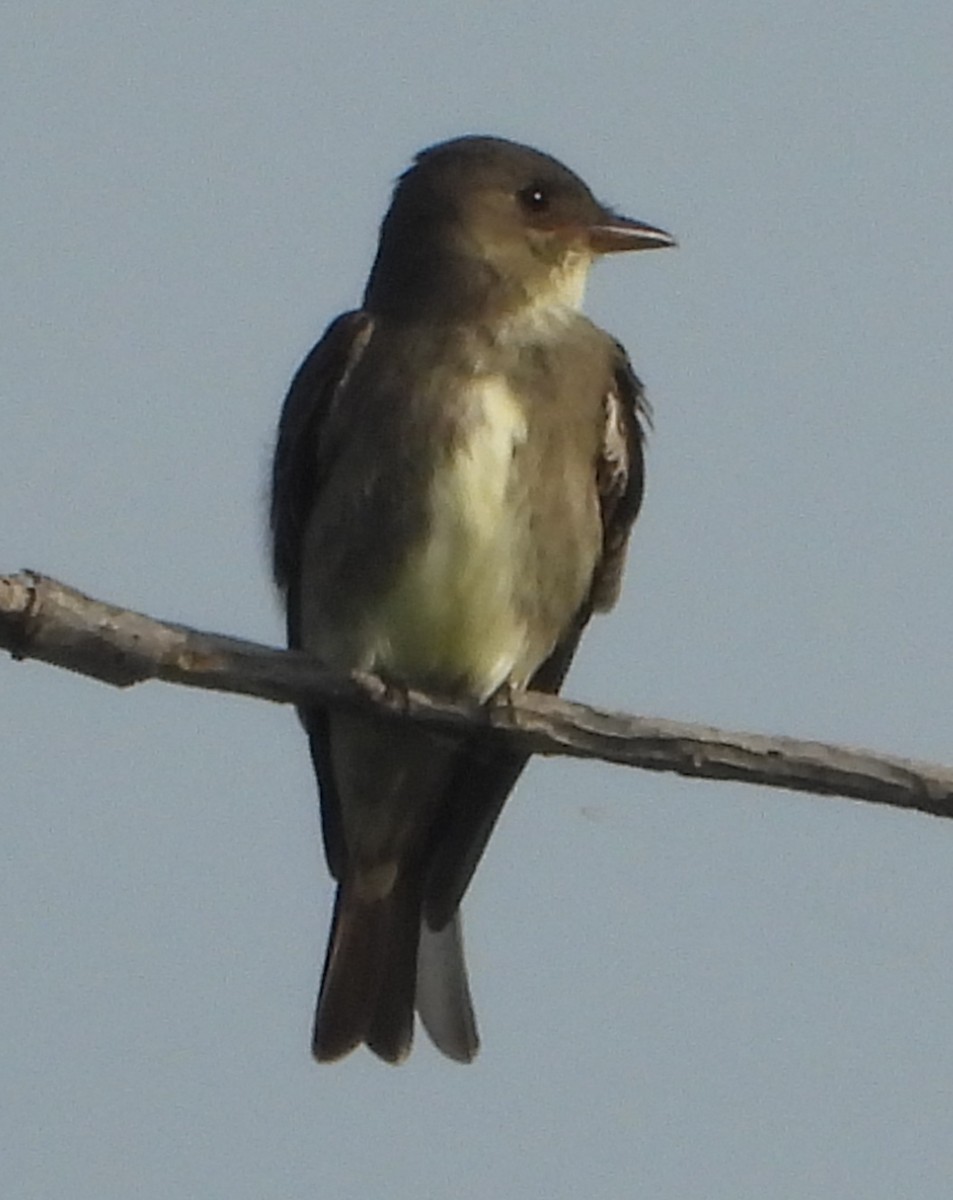 Olive-sided Flycatcher - Shiela Shallcross