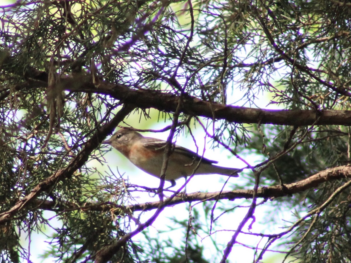 Bay-breasted Warbler - Mary Randolph-Frye