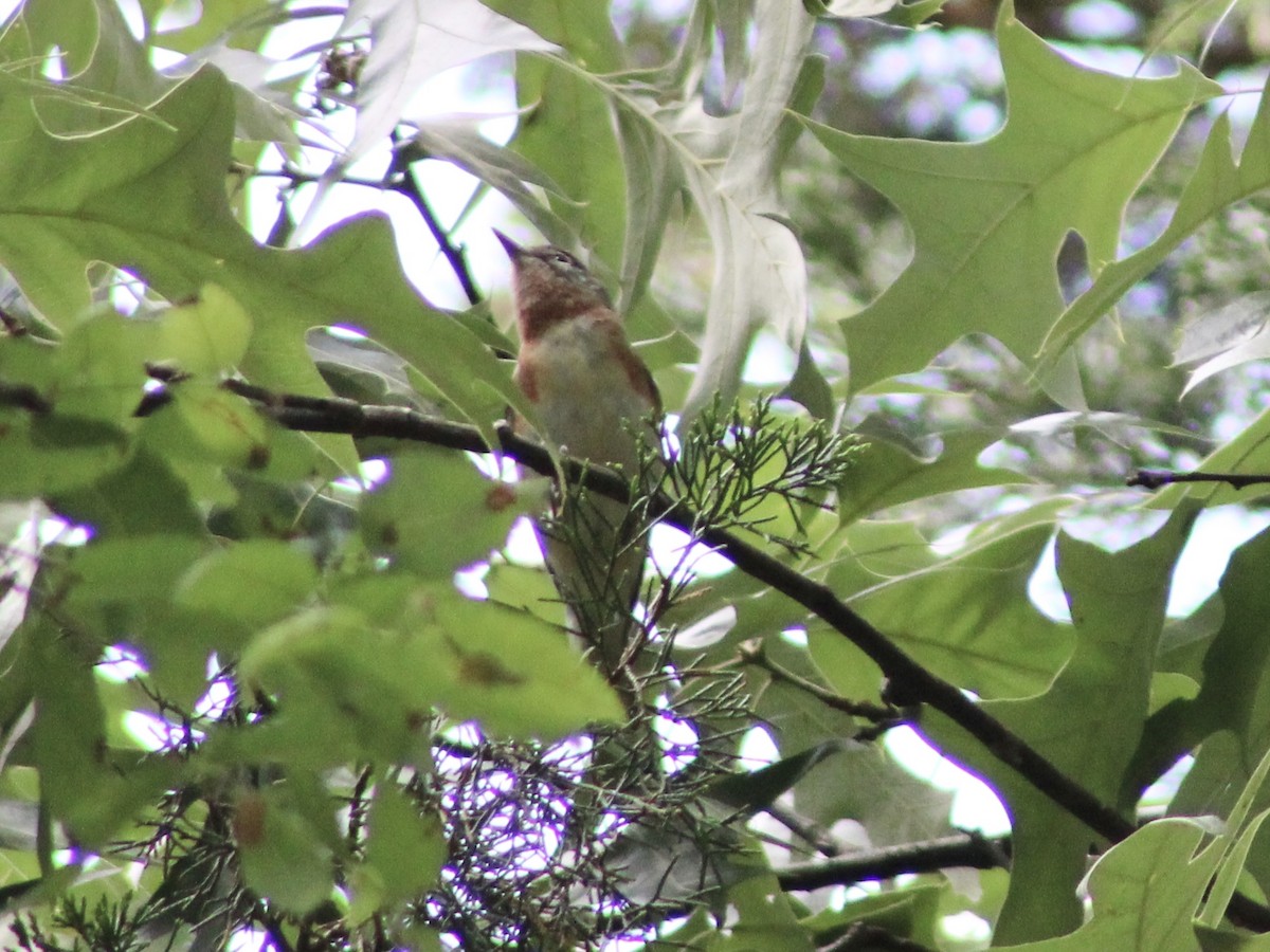 Bay-breasted Warbler - ML618901431