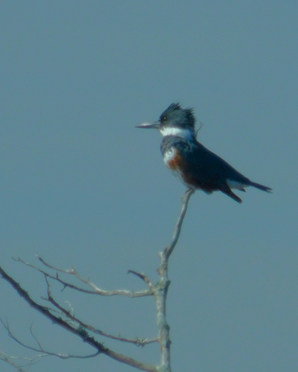 Belted Kingfisher - ML618901433