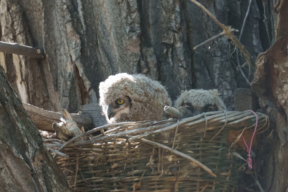 Great Horned Owl - Linda Chittum