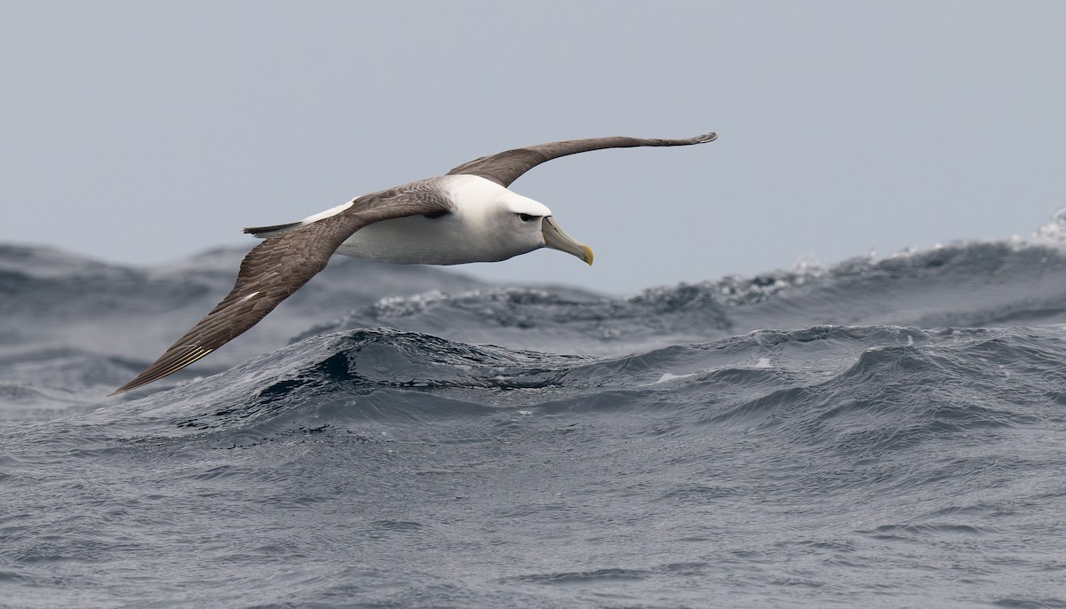 White-capped Albatross - Miguel  Mejias