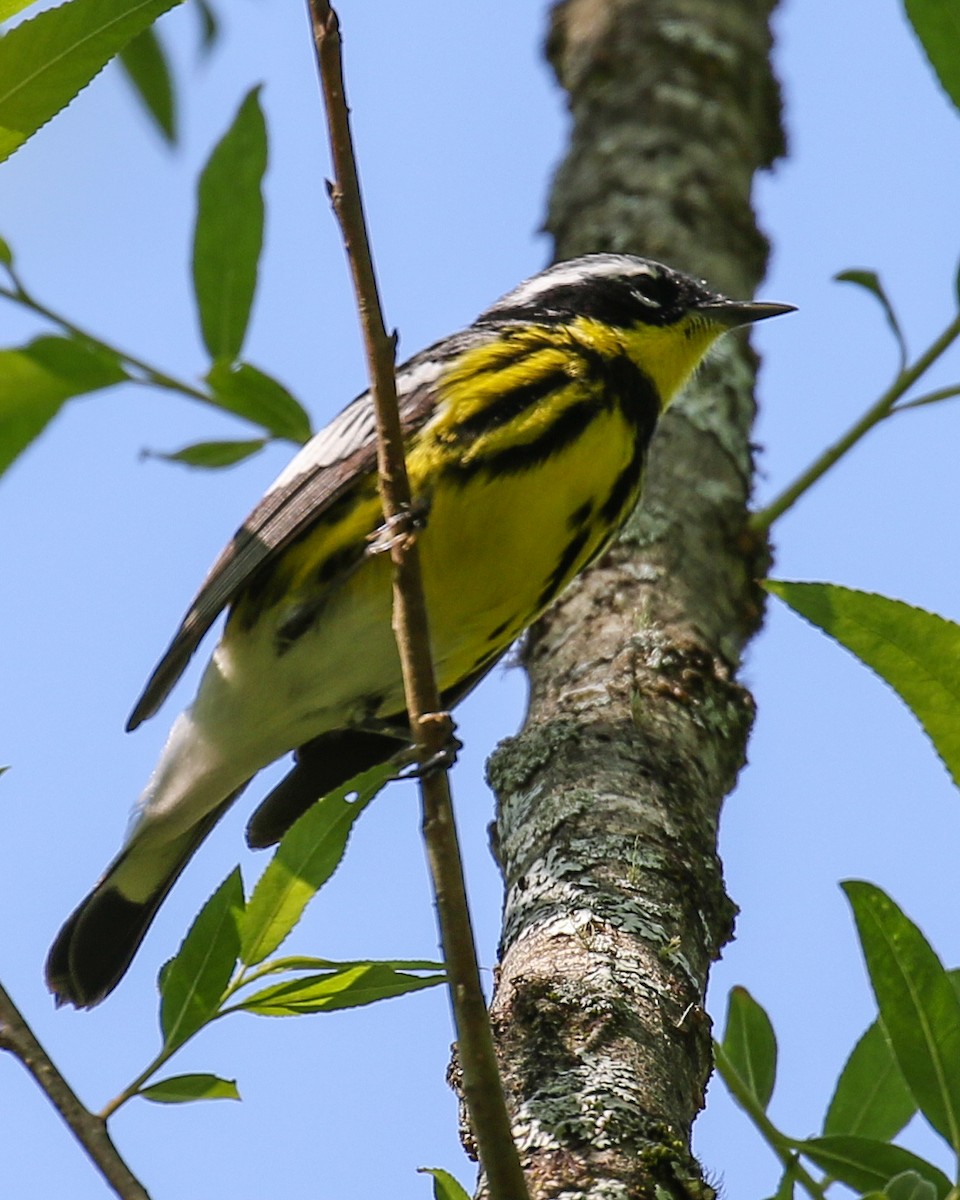 Magnolia Warbler - David Kirschke