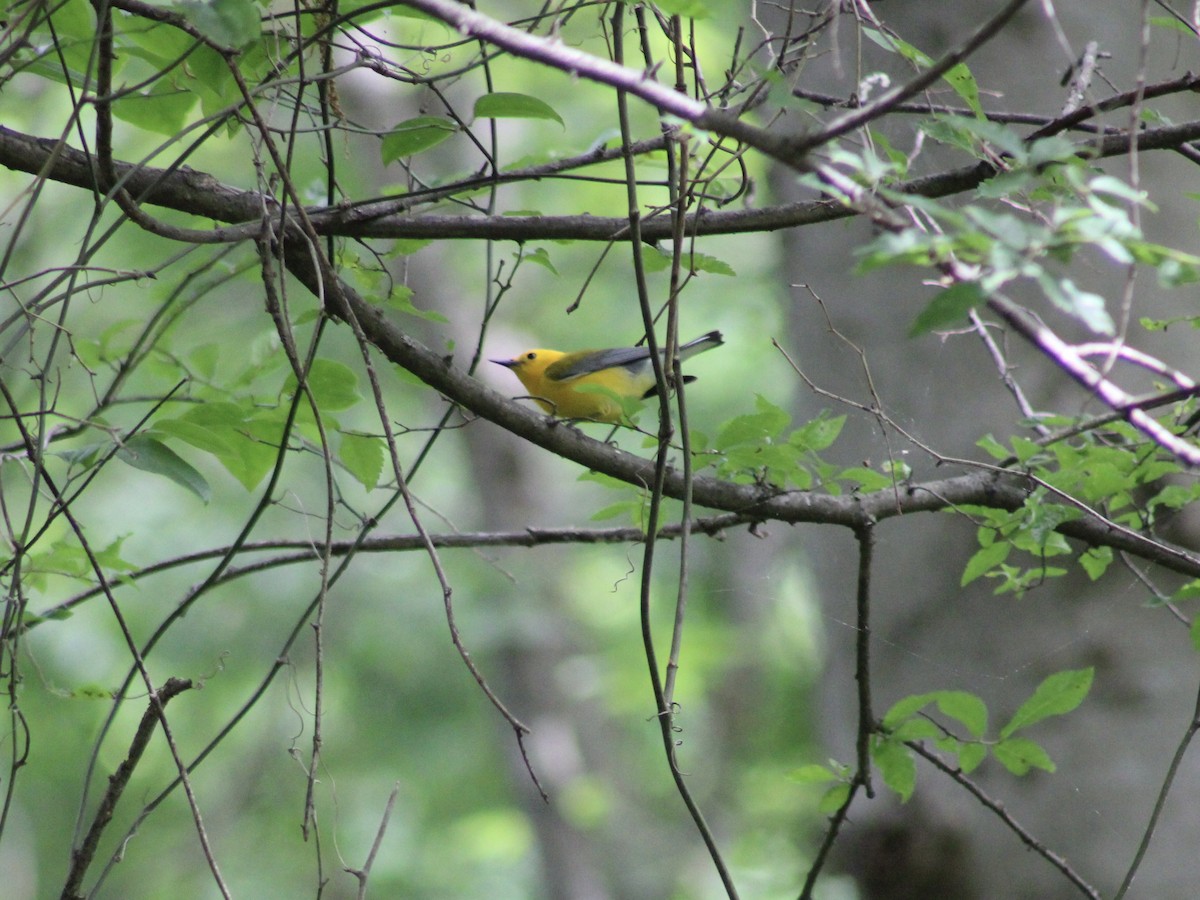 Prothonotary Warbler - ML618901465