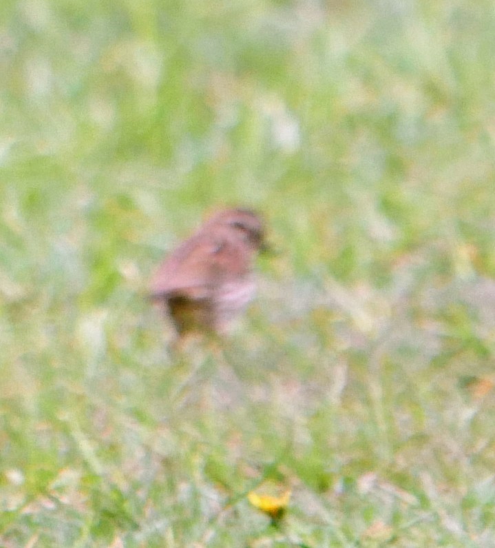 Song Sparrow - Cécile Charlton