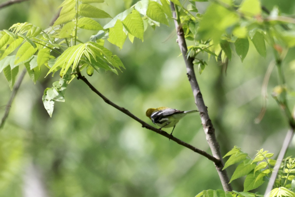 Black-throated Green Warbler - ML618901467