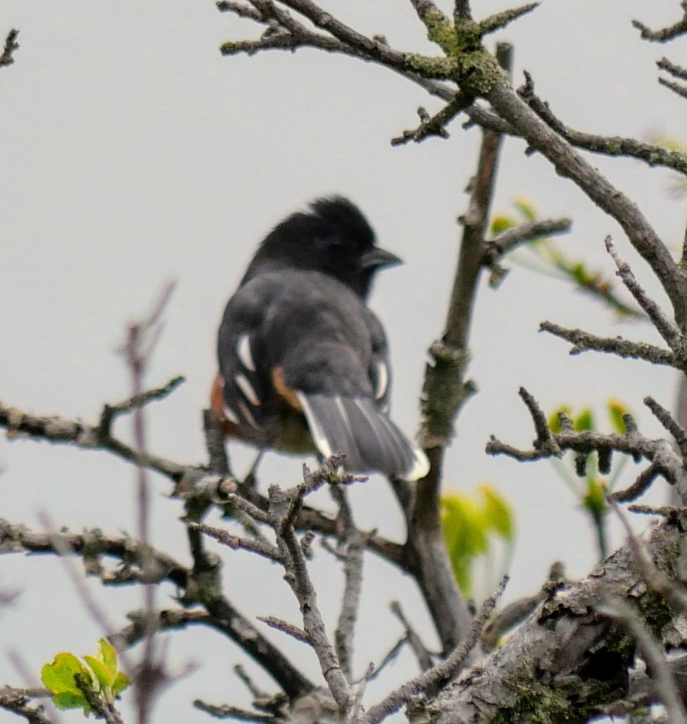 Eastern Towhee - Cécile Charlton