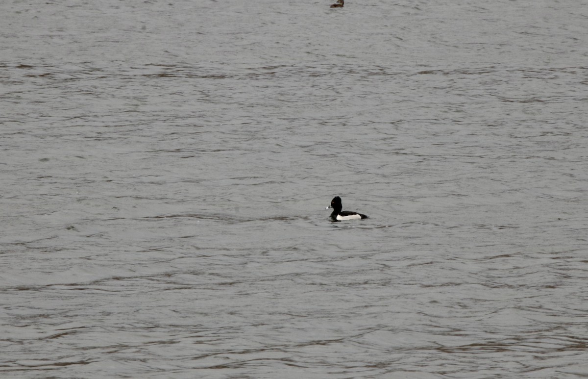 Ring-necked Duck - Suzanne Fortin