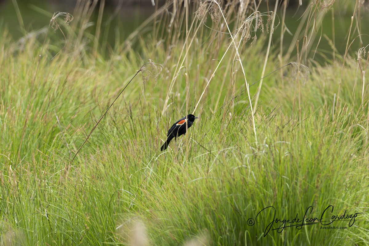 Red-winged Blackbird - ML618901488