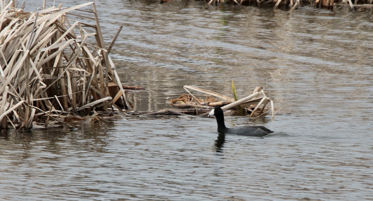 American Coot - Suzanne Fortin