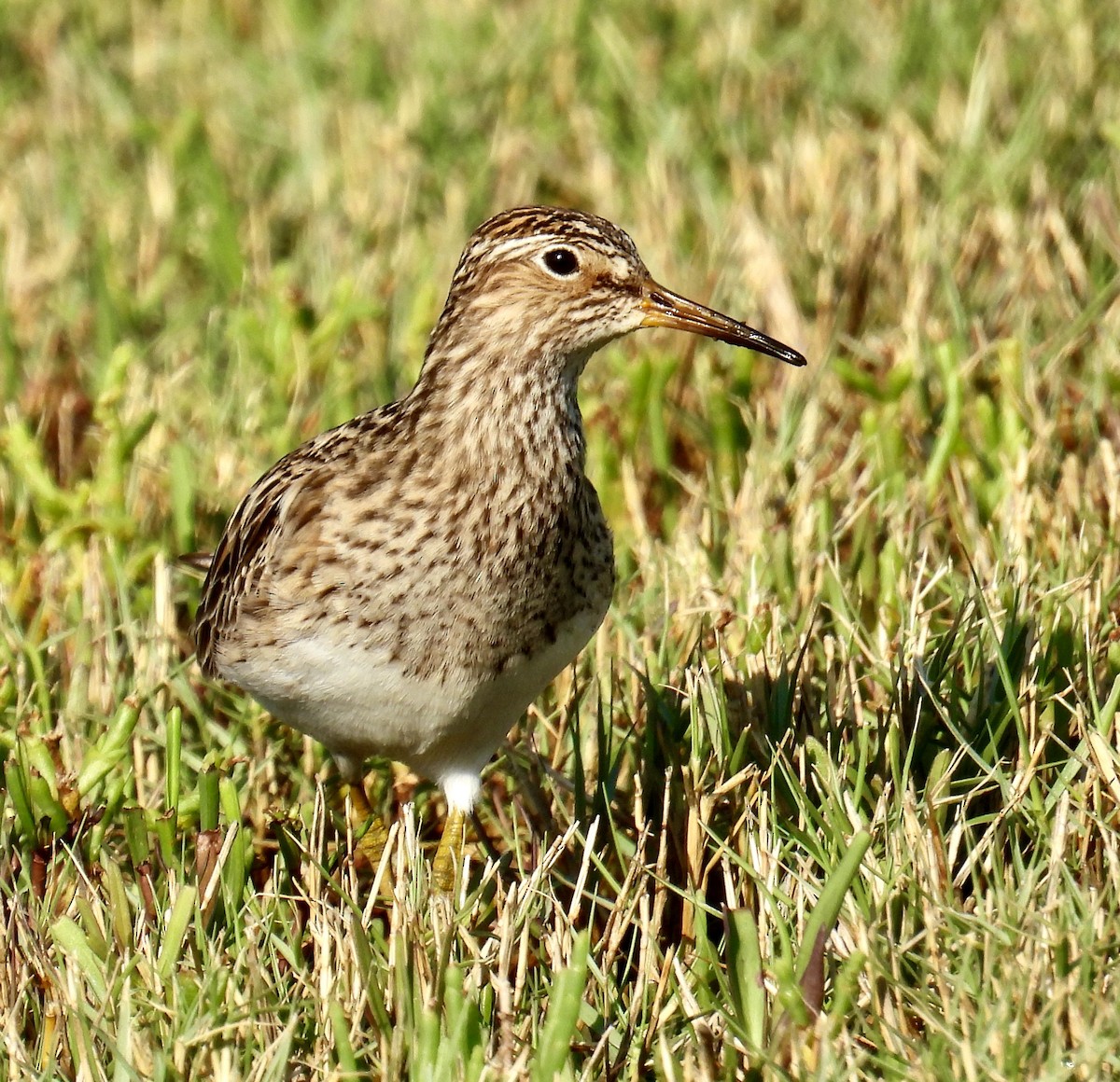 Pectoral Sandpiper - Van Remsen