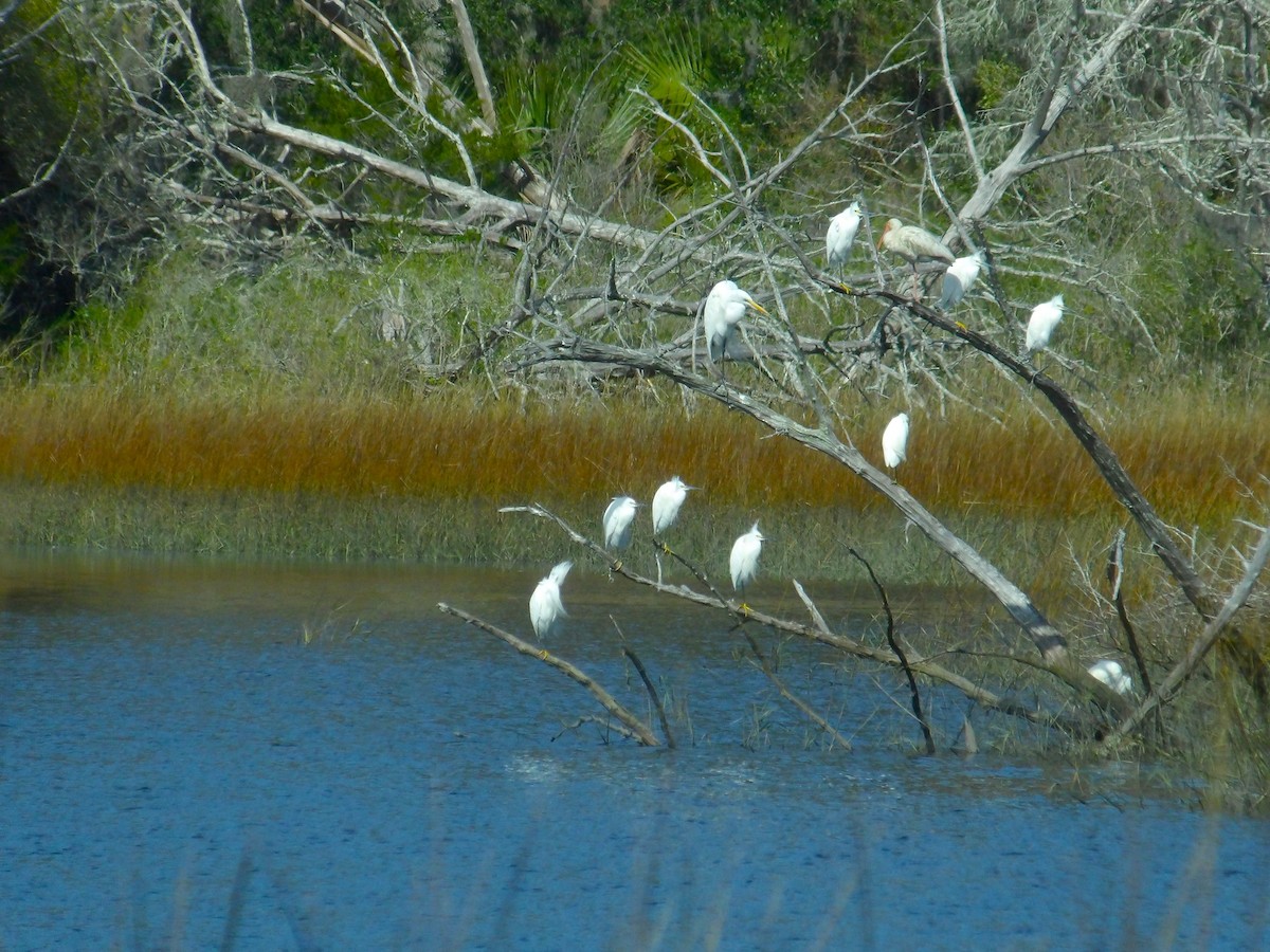 Snowy Egret - ML618901550