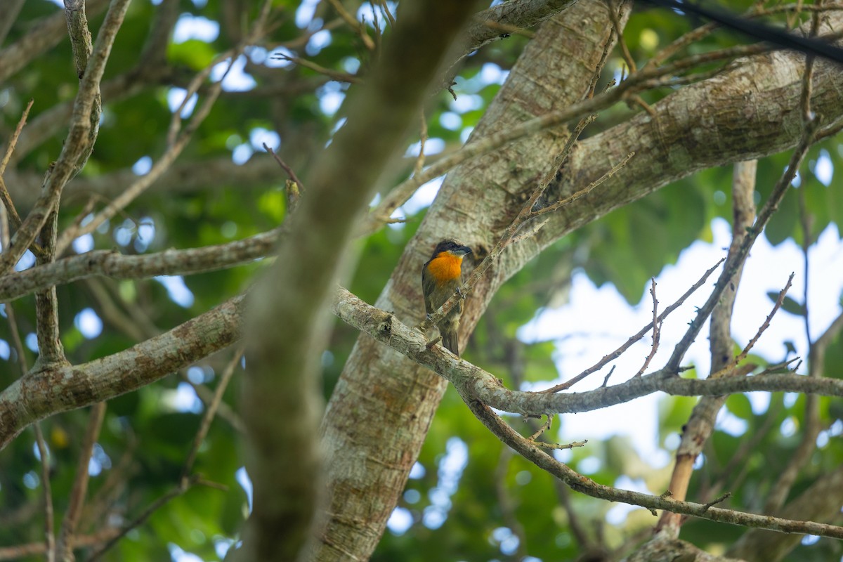 Scarlet-crowned Barbet - ML618901560