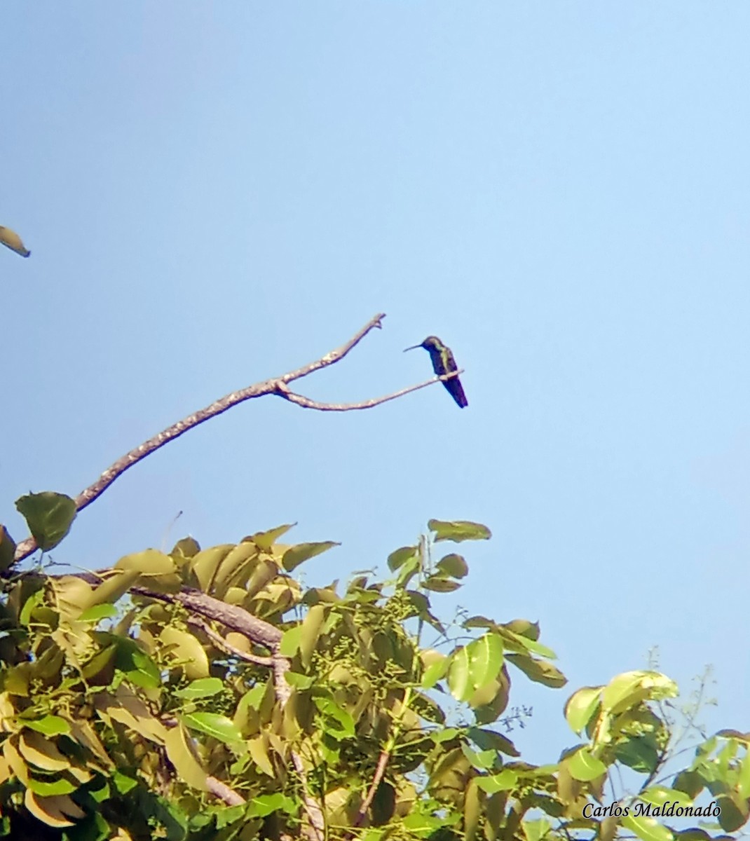 kolibřík tropický - ML618901570