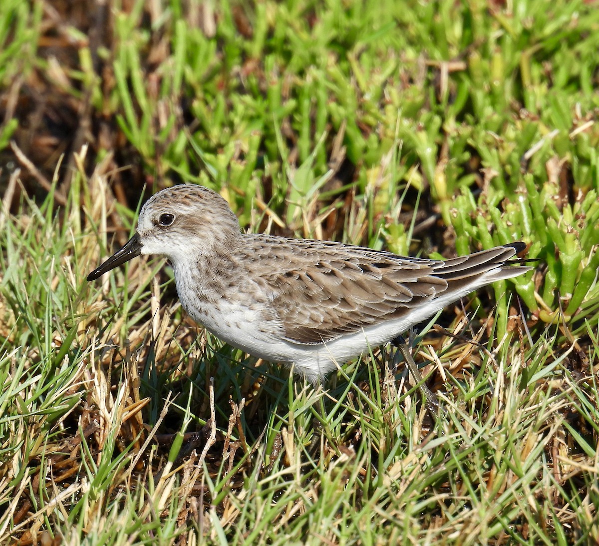 Semipalmated Sandpiper - Van Remsen