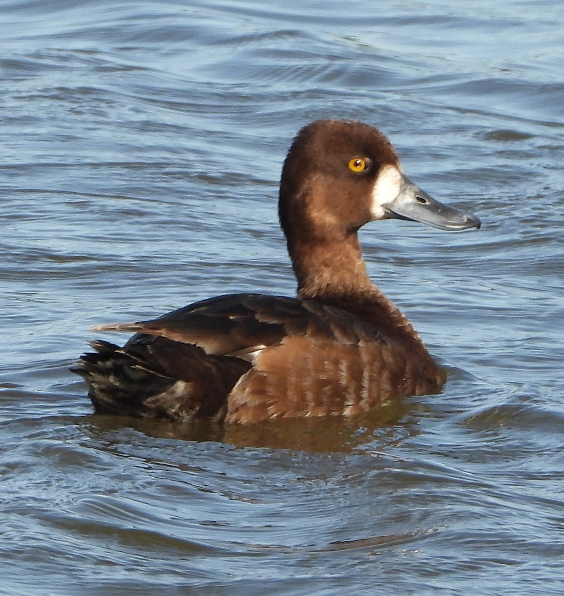 Lesser Scaup - Shiela Shallcross