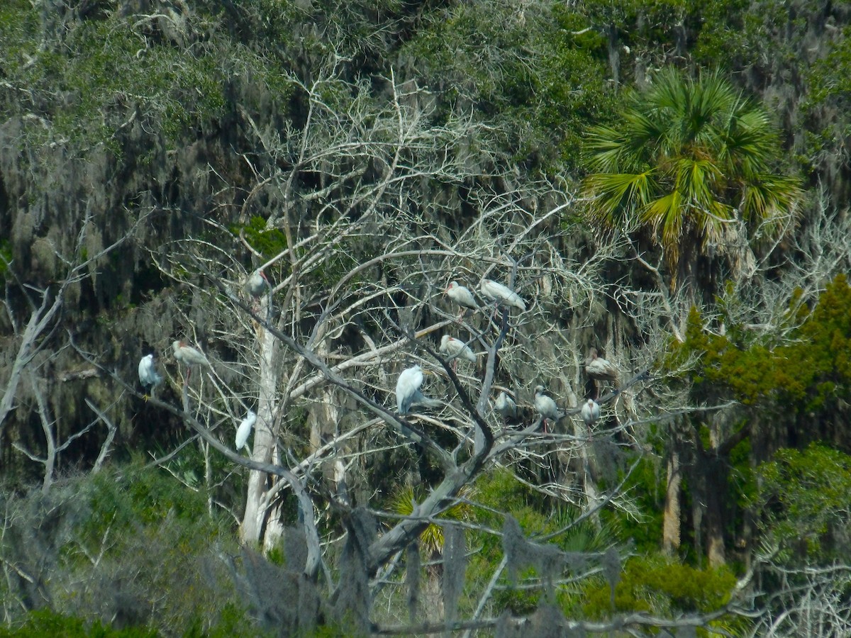 White Ibis - ami horowitz