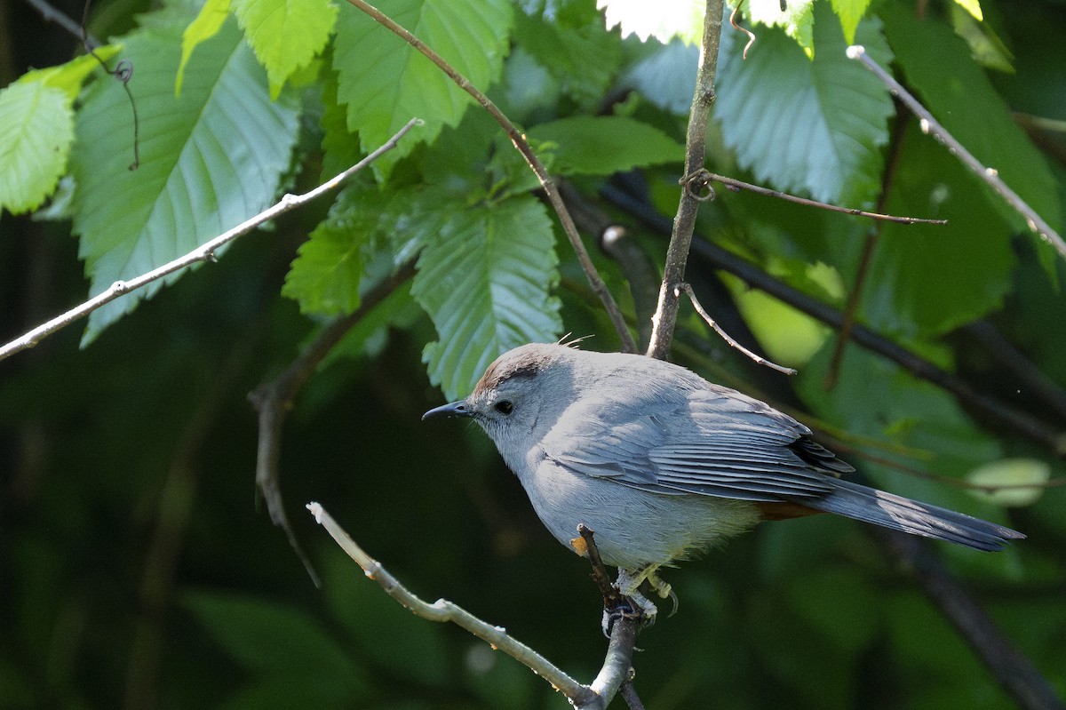 Gray Catbird - helena rovner