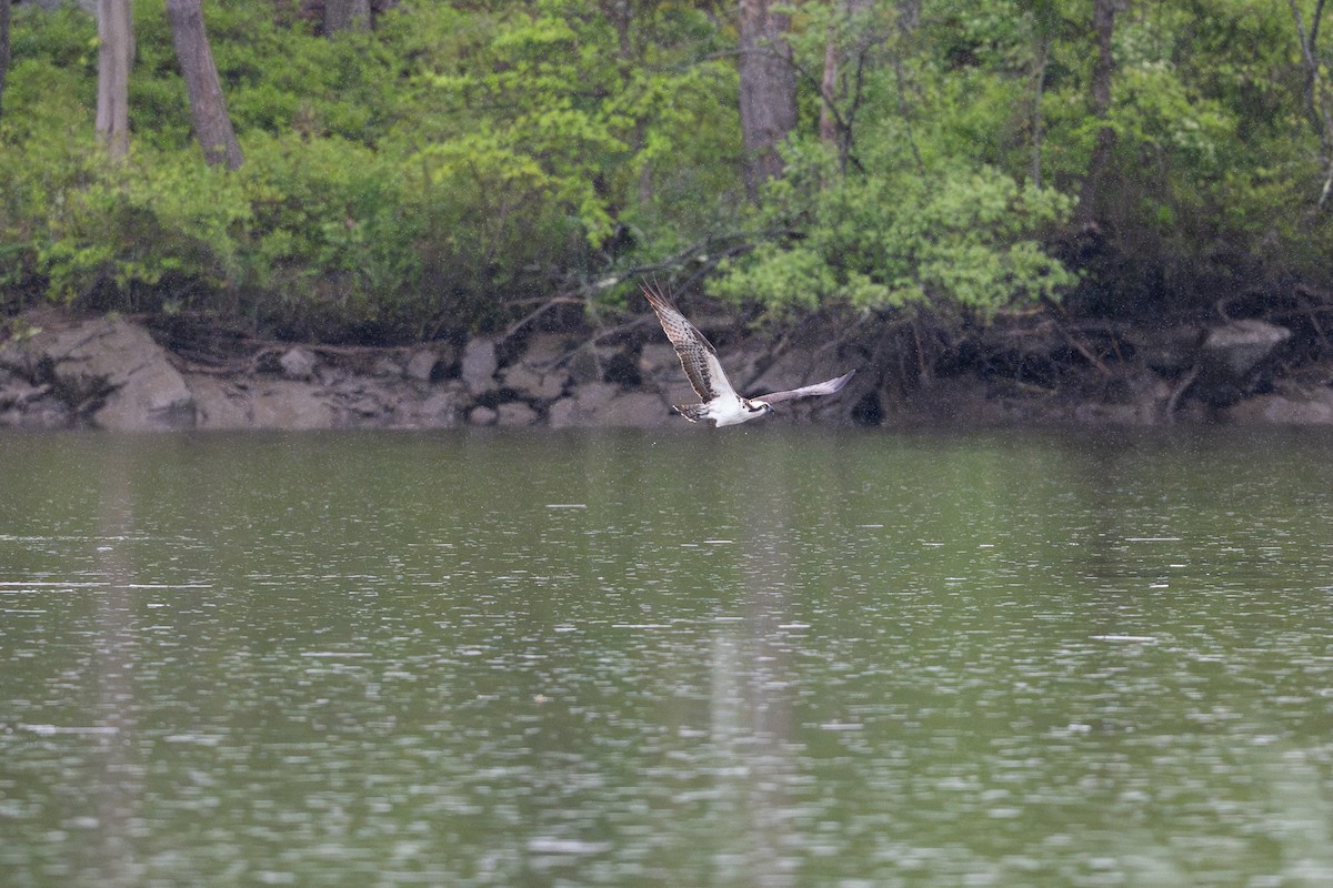 Balbuzard pêcheur - ML618901588